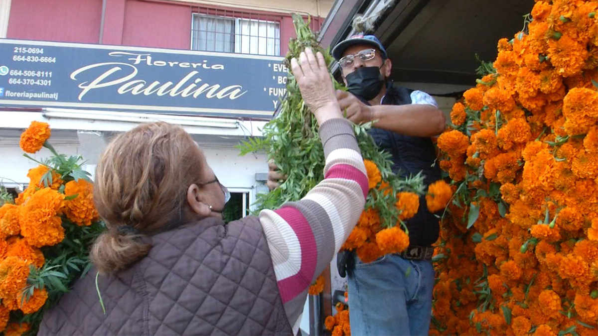 Floristas en Tijuana se preparan para venta de cempasúchil por Día de los  Muertos – Telemundo San Diego (20)