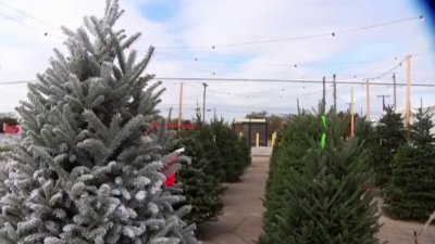 Hay escases de árboles de Navidad y serán más costosos – Telemundo San  Diego (20)