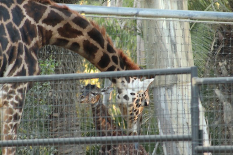 En fotos: bebé jirafa encuentra sus pies en el zoológico de San Diego