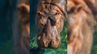 An undated image of Otis the hippo at the San Diego Zoo.