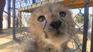 Cheetah cub's face