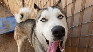 "This curly tailed cutie is Trouble!" the SDHS website says. "Trouble is bounding with energy and excitement. He will need A LOT of consistent exercise to keep him healthy and happy."