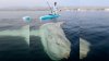 MIRA: se encuentran con un pez gigante Mola Mola en la costa del sur de California
