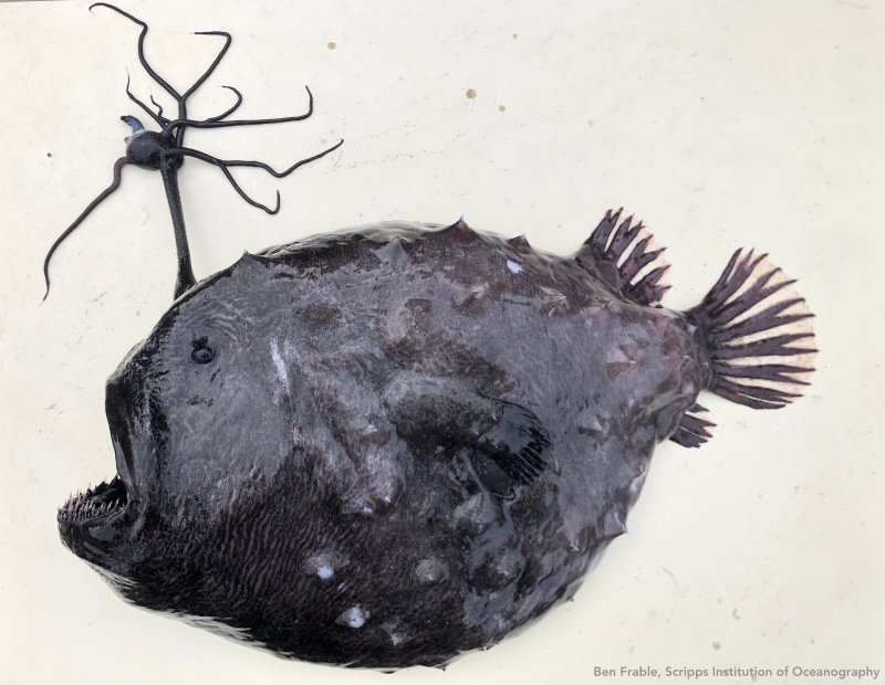 EN FOTOS: encuentran otra criatura de las profundidades en San Diego