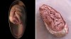 Descubren un embrión de dinosaurio conservado en perfecto estado