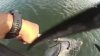 Policía libera a un delfín atrapado en una red en Miami