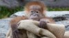 Conoce a Kaja, el bebé del querido orangután Satu, quien murió en diciembre
