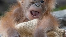 Orangutan Kaja in his habitat at the San Diego Zoo.