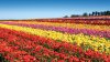 Boletos para campo de flores en Carlsbad, ya están a la venta
