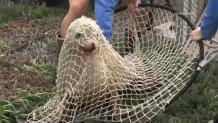 SeaWorld rescue team members used three nets to guide the wandering sea lion into a metal cage in order to transport it to safety.