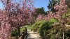 “Una celebración de primavera”: todo listo para el festival de la floración de los cerezos en el parque Balboa en honor a la cultura japonesa