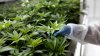 La Cámara Baja de EEUU aprueba un proyecto de ley para despenalizar la marihuana
