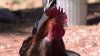 No han multado a residentes por tener gallos en San Diego a pesar de ser ilegales