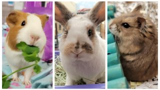 Left to right: A guinea pig, a rabbit and a hamster all available for adoption at the San Diego Humane Society.