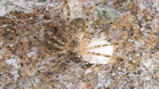 Hypochilus xomote spider on a rock in the Sierra Nevada Mountains.