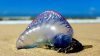 Extraña criatura marina con tentáculos venenosos causa pavor en las playas