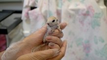 An undated image of a baby round-tailed ground squirrel under the care of the San Diego Humane Society.