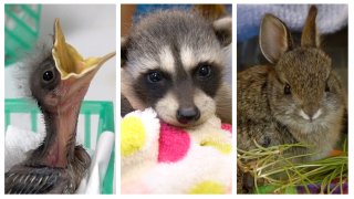 A collage of a handful of young wildlife commonly found in San Diego County. From left to right: A mockingbird hatchling, baby raccoon and a cottontail bunny.