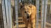 Santuario de animales en Alpine pide ayuda  para reparar los daños causados por el ciclón tropical