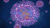 Massachusetts reporta el primer caso del raro virus de ‘viruela del mono‘ en EE. UU. este año