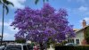 Los árboles de Jacaranda se vuelven ultravioleta en San Diego, ¿De dónde salieron?