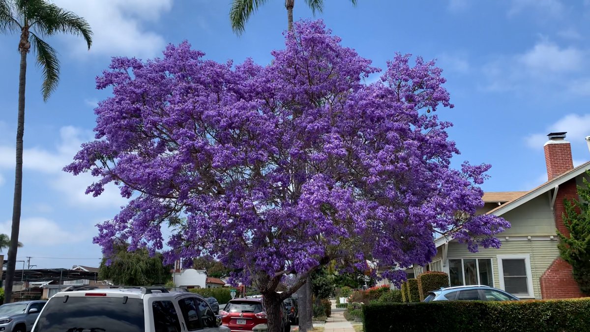 Temporada de jacarandas en San Diego, todo lo que no sabías de este árbol  morado – Telemundo San Diego (20)