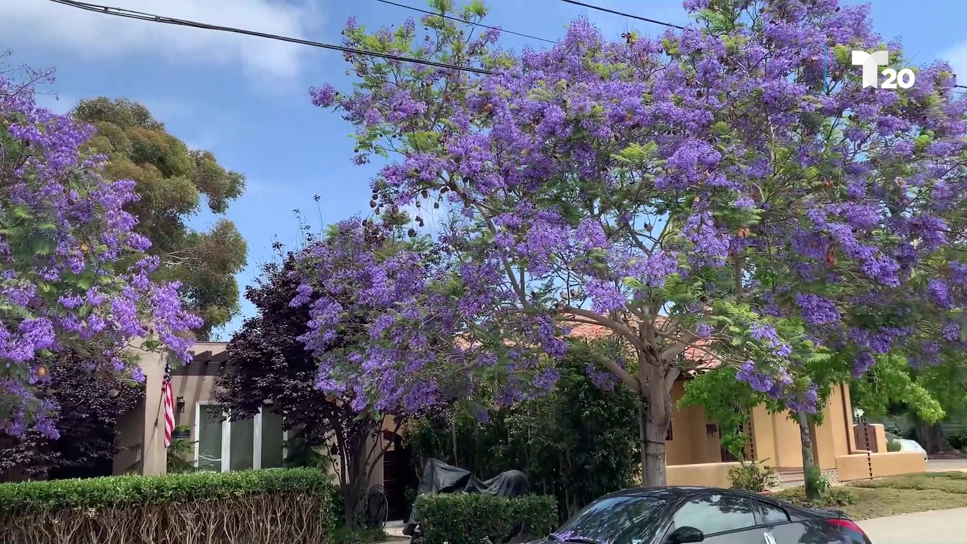 Temporada de jacarandas en San Diego, todo lo que no sabías de este árbol  morado – Telemundo San Diego (20)