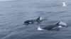 “Impresionado”: Capitán juega con una manada de orcas en la costa de San Diego