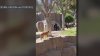 Perro atrapado con gorilas de parque Safari del Zoológico de San Diego