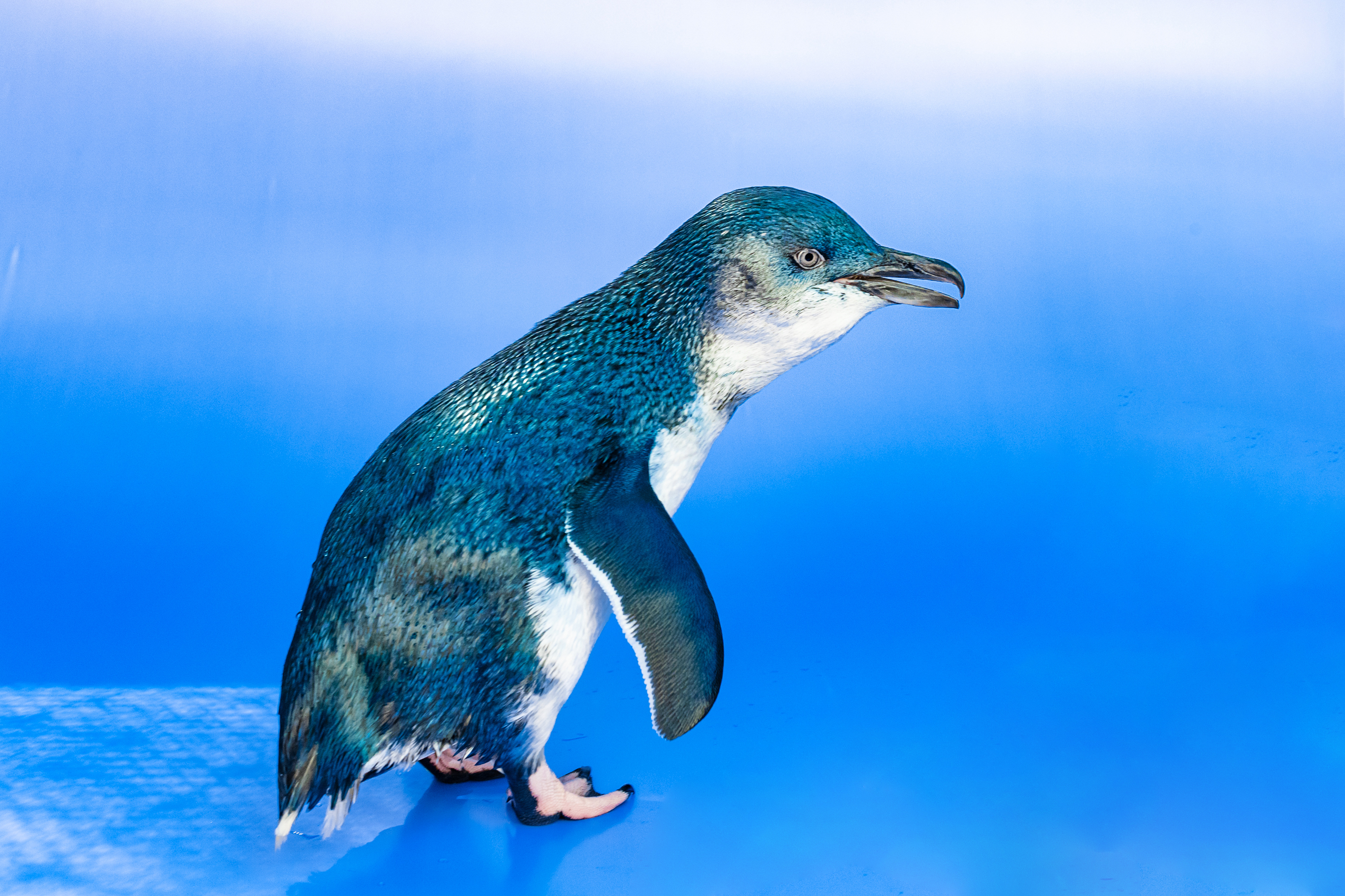 Azulito, a Little Blue Penguin who now has a name.