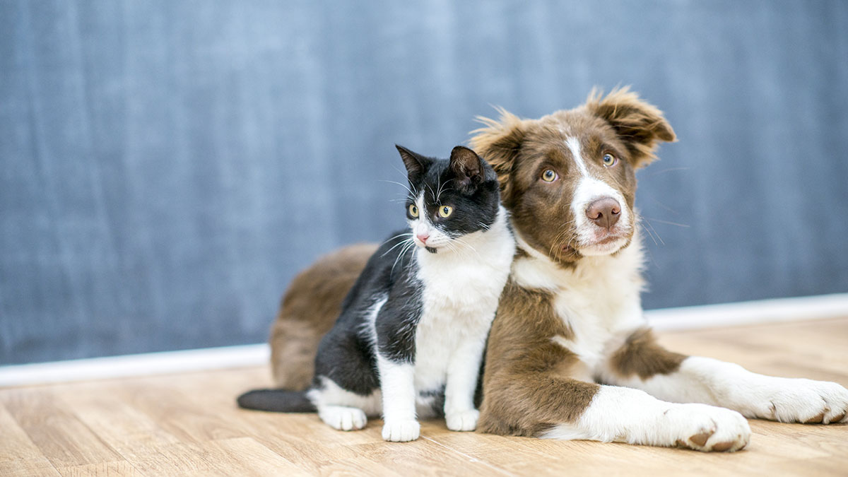 Cat and dog together