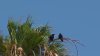 “Salen de  árboles y te bombardean”: reportan ataque de cuervos en Hermosa Beach
