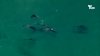 EN VIDEO: delfines y tiburones comparten la  costa de Torrey Pines