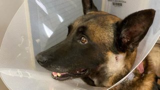 El Cajon police K9 Jester is seen on June 2, 2022, recovering from surgery after being stabbed in the head by a vandalism suspect.