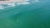 Tiburones blancos juveniles llegan a playas de San Diego
