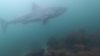 “¡Ese es un gran #@!% tiburón!”: Avistan tiburones blancos maduros cerca de La Jolla Cove, Torrey Pines