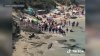 Video viral: leones marinos persiguen a turistas en La Jolla Cove de San Diego