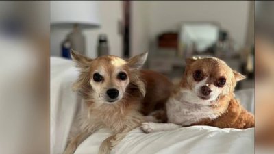 Conoce a Chiquita y Leon, listos para una adopción doble – Telemundo San  Diego (20)