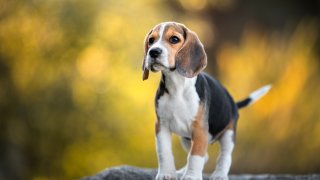 Close-up of a beagle looking away while standing on rock.