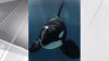 Nakai, orca nacida en SeaWorld San Diego en 2001, muere debido a una infección