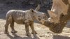 Celebran nacimiento de rinoceronte blanco del sur macho: una esperanza para otras especies