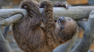 An undated image of the San Diego Zoo's newest addition, a female sloth born on June 25, 2022.