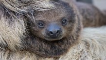 SAN DIEGO (Aug. 4, 2022) — The San Diego Zoo has announced the birth of a Linné’s two-toed sloth at the Zoo’s new Denny Sanford Wildlife Explorers Basecamp.