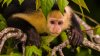 Autoridades de California descubren que un mono llamó al 911