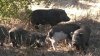 Cerdos abandonados se encuentran en tierras tribales de Mesa Grande Band