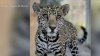 Acusan a dos personas de tráfico de cachorro jaguar en California