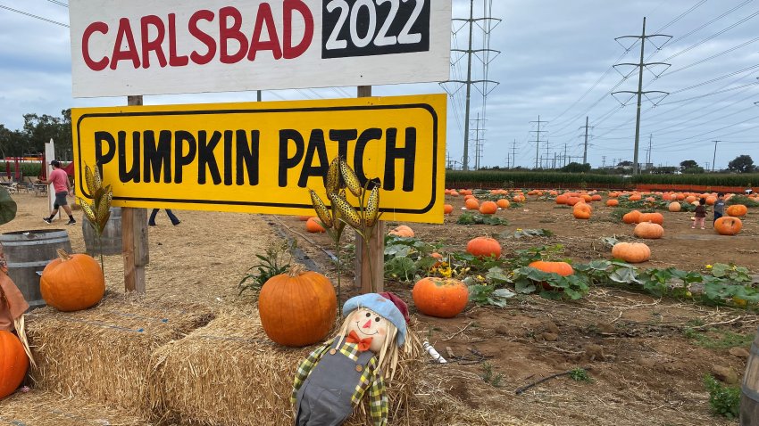 The Carlsbad Strawberry Company welcomes visitors for another Halloween holiday, this time with inflated prices.