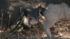 Más de 100 cerdos abandonados en las calles al este del condado