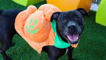 Adoptable dog Zeus, an 8-year-old pit bull terrier-mix, looks charming in a pumpkin costume.