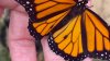 Población de mariposas monarca invernando en California hace un repunte